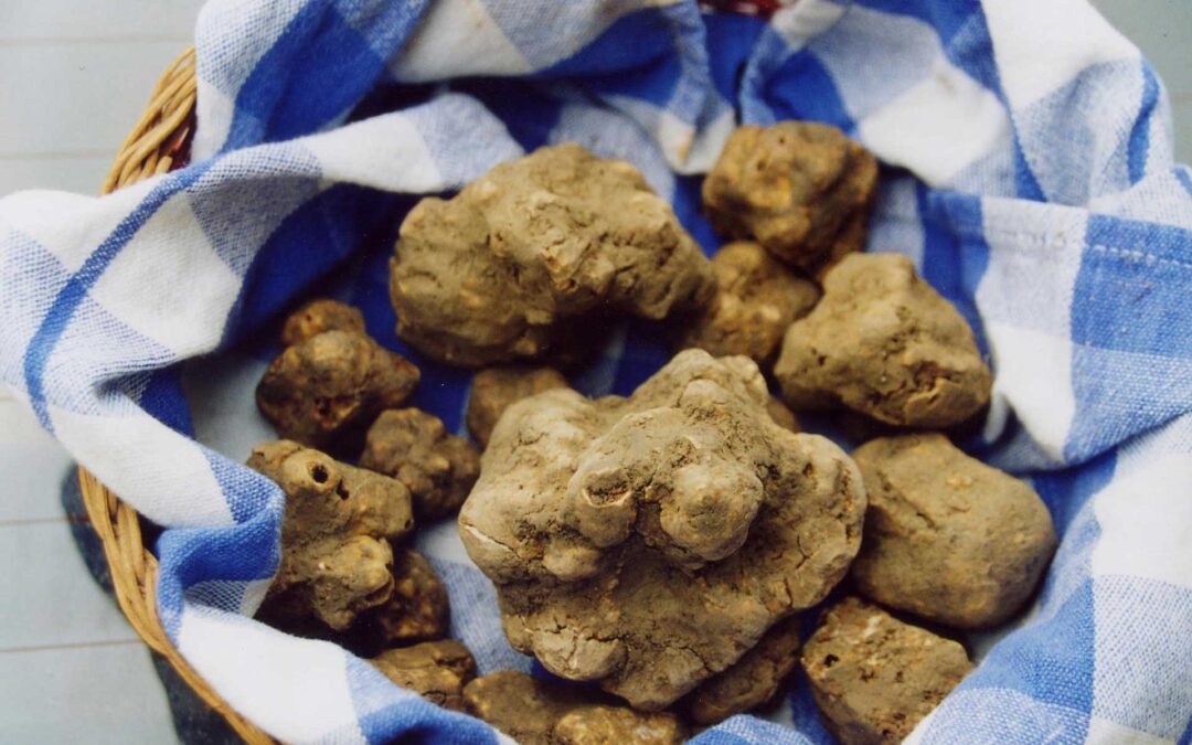 I vari tipi di tartufo che si trovano nel territorio senese